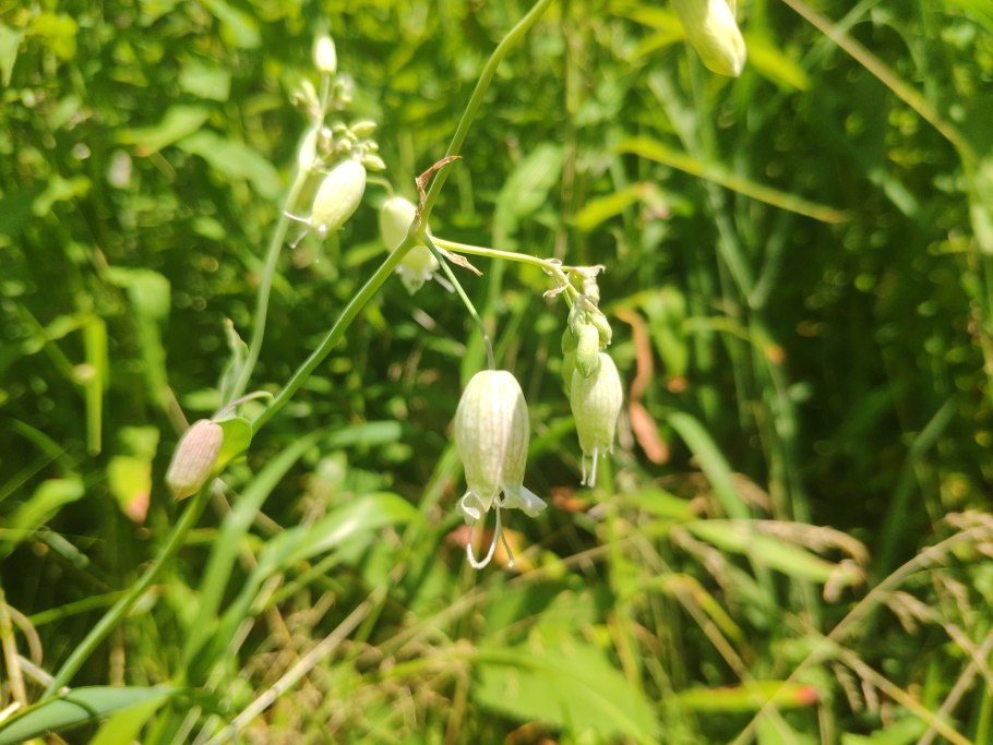 Смолевка широколистная (silene latifolia).
