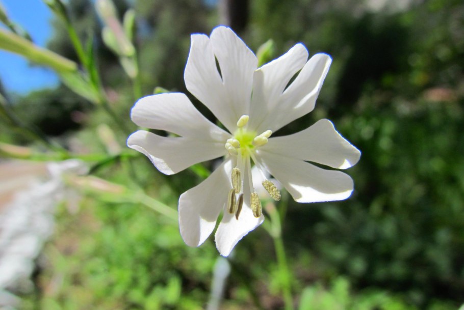 Смолевка обыкновенная