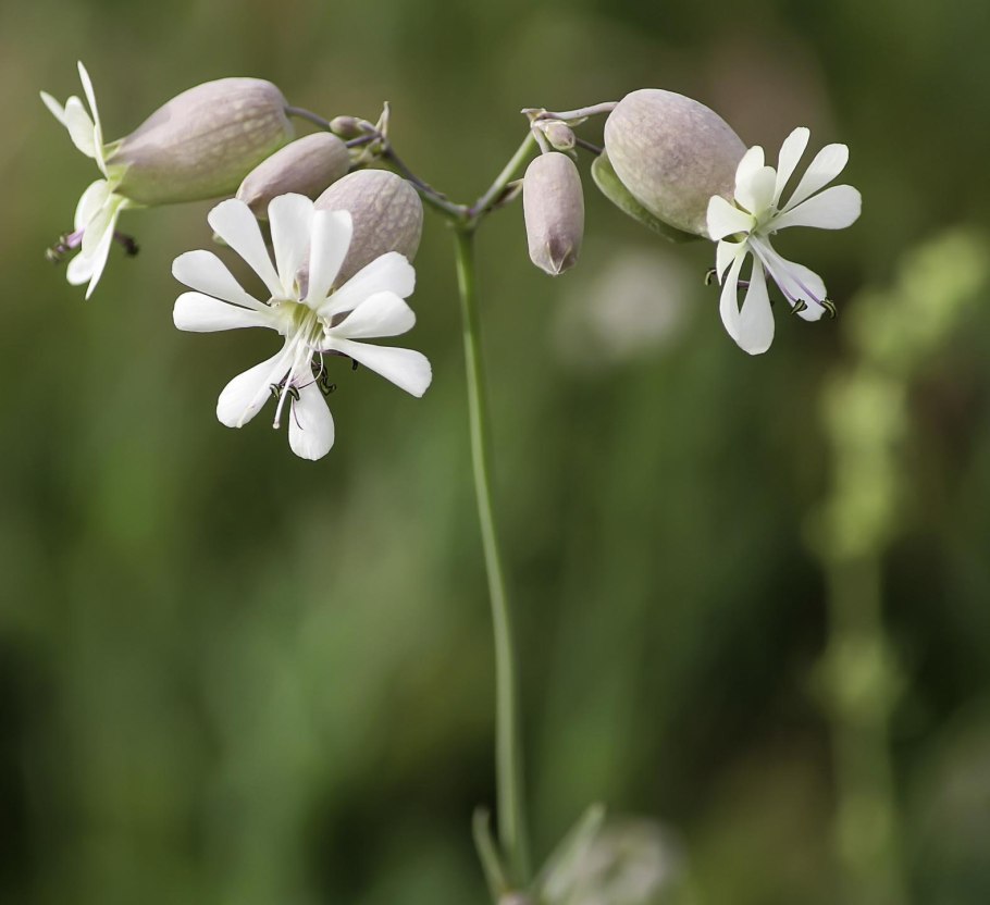 -Silene undulata что это