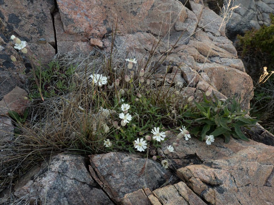 Смолевка бесстебельная альпийская