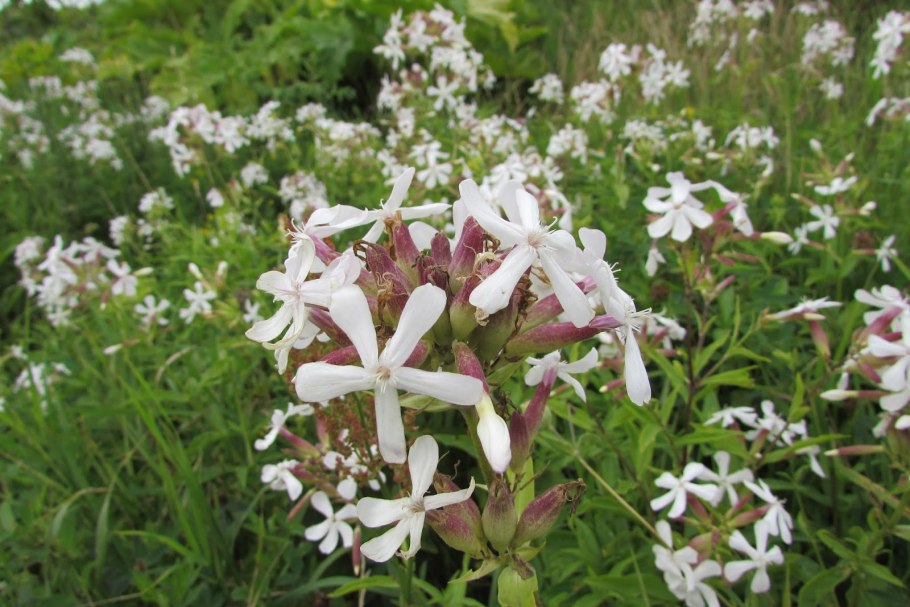 Дрёма белая смолёвка Луговая