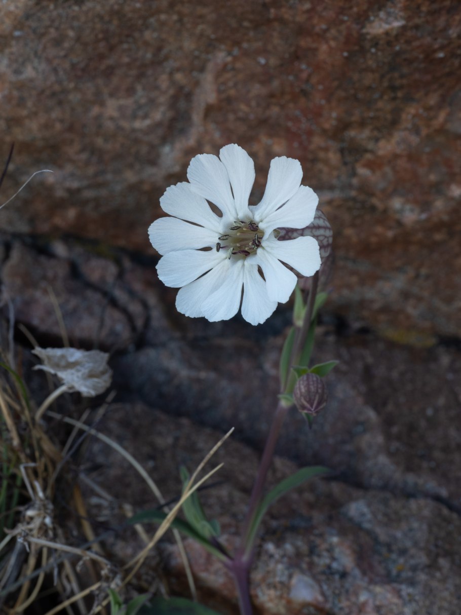 Silene vulgaris смолёвка
