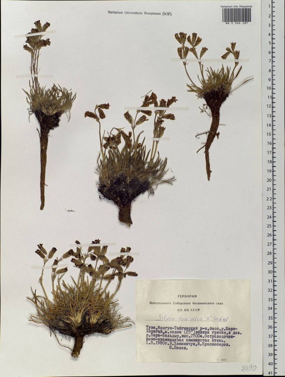 Смолевка Енисейская корни