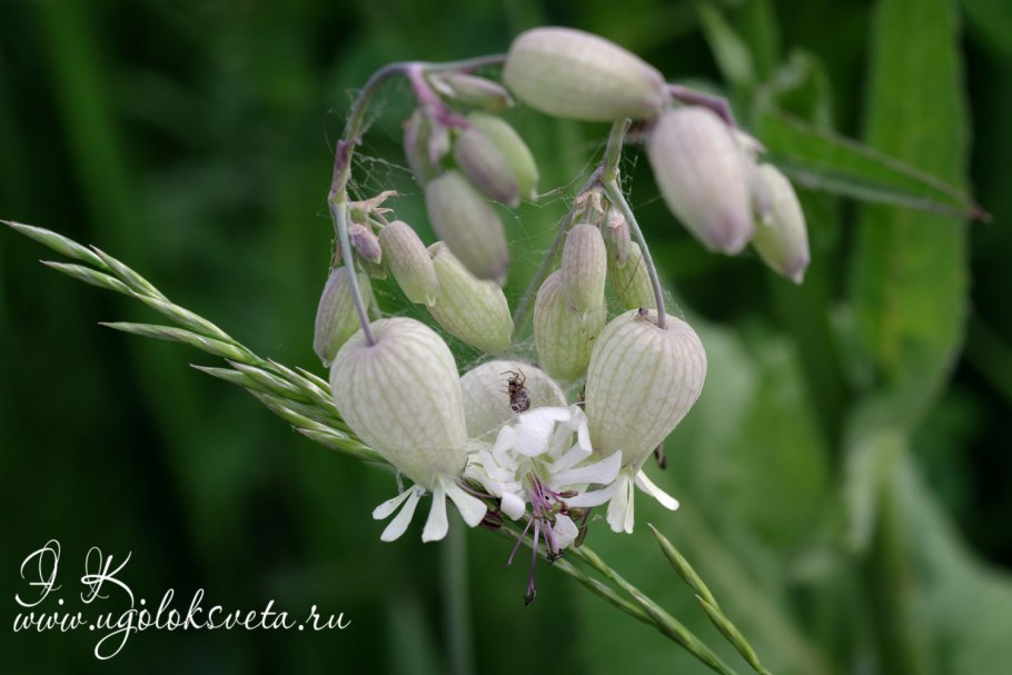 Смолевка башкирская