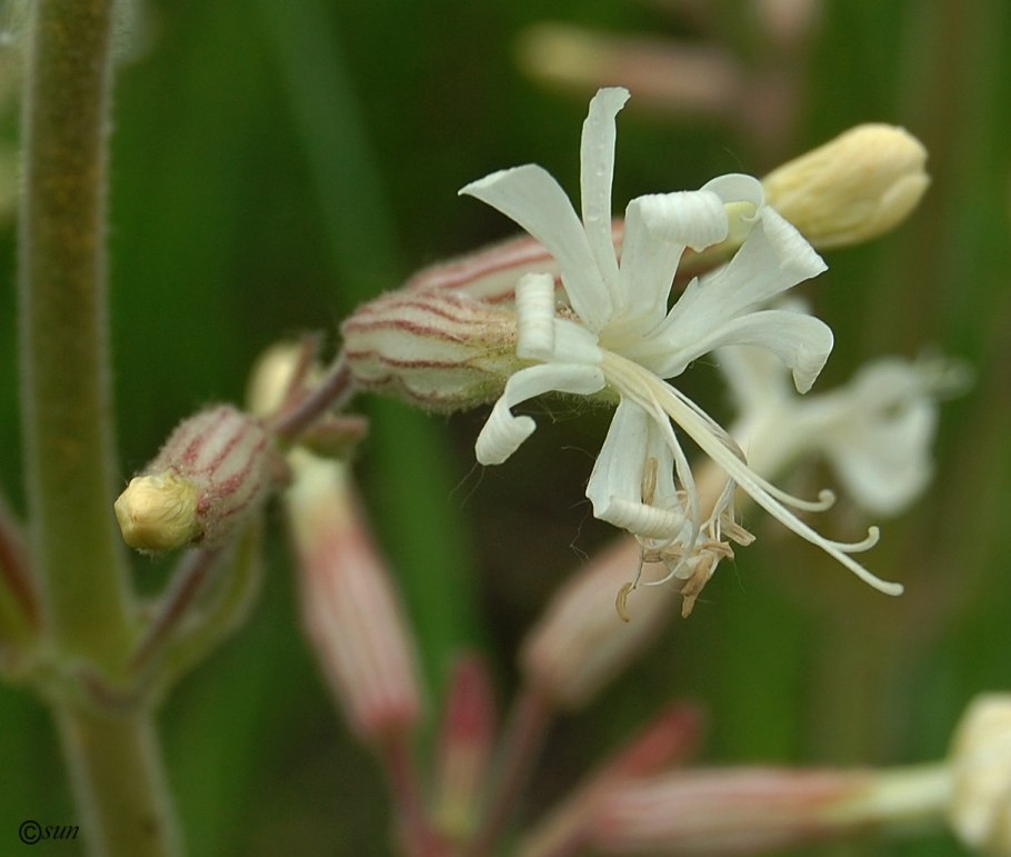 Silene capensis