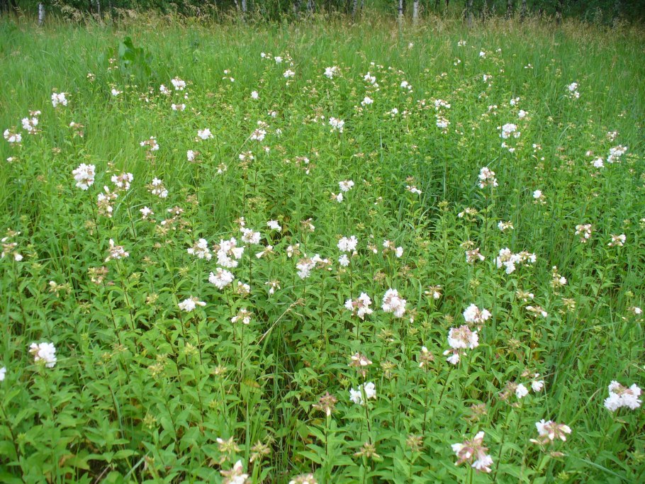 Трава мыльнянка