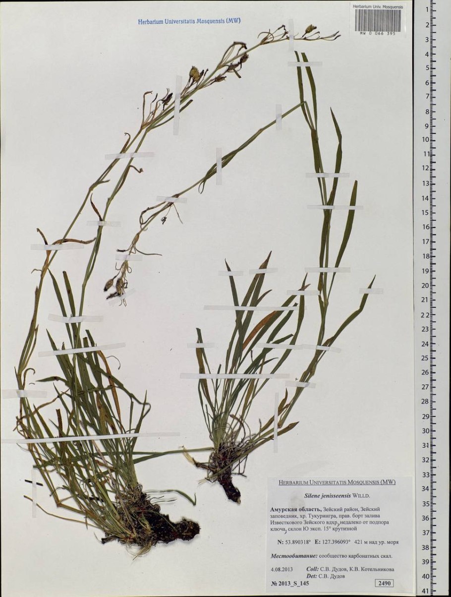 Смолевка Енисейская