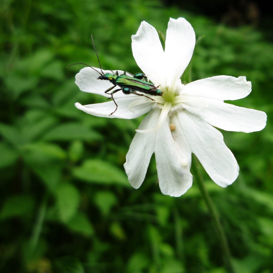 Oedemera nobilis