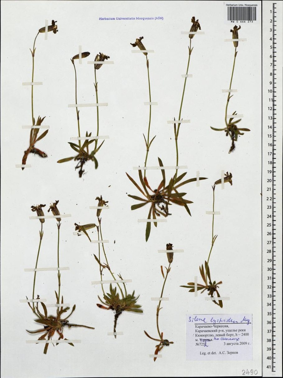 Смолевка сияние звезд