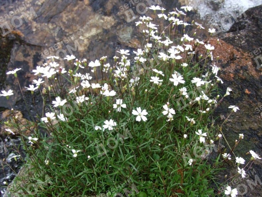 Смолёвка обыкновенная купить в аптеке