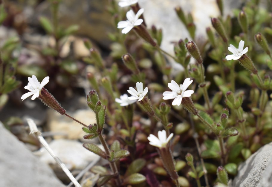 Silene rupestris