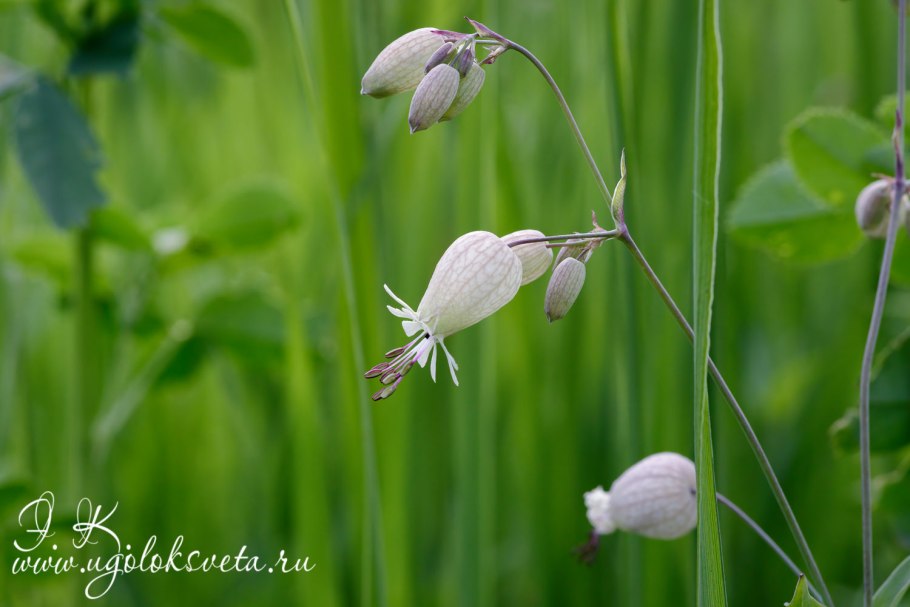 Silene vulgaris смолевка обыкновенная