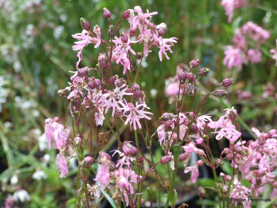 Лихнис альпийский смолка