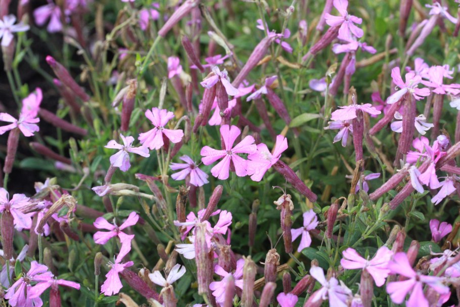 Смолевка шафта