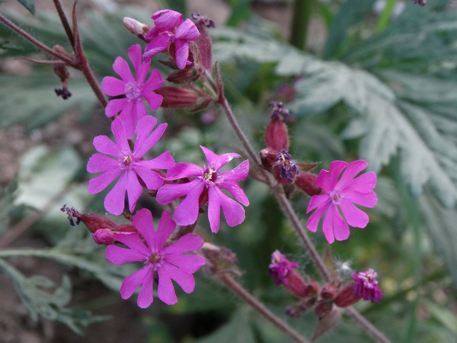Дрёма смолевка лесная