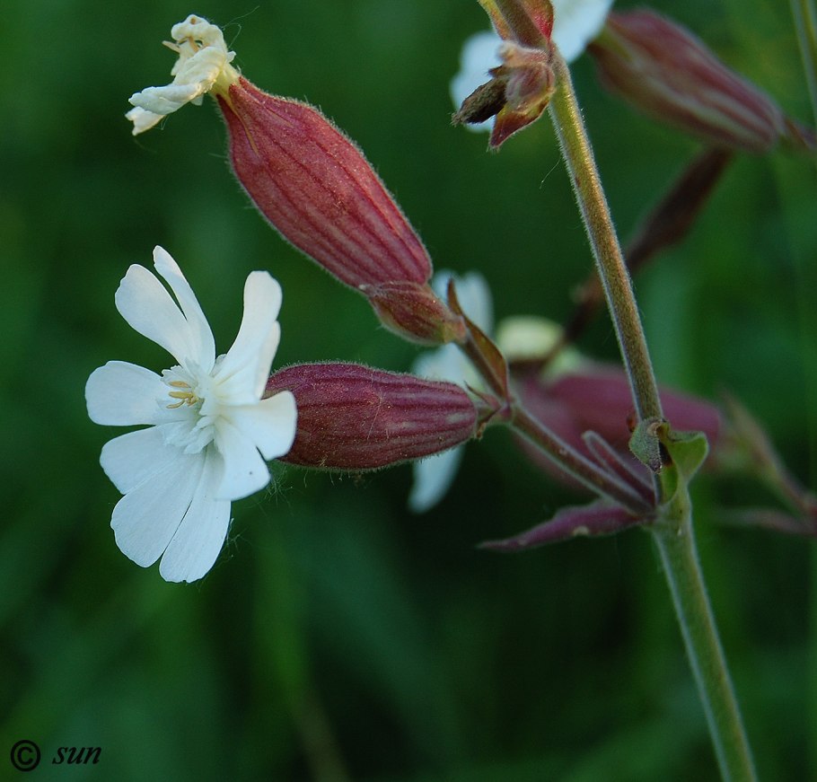 Смолевка дрема белая