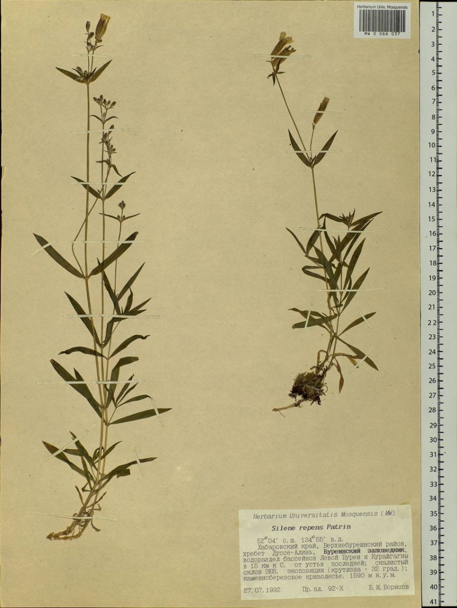 Смолевка ползучая