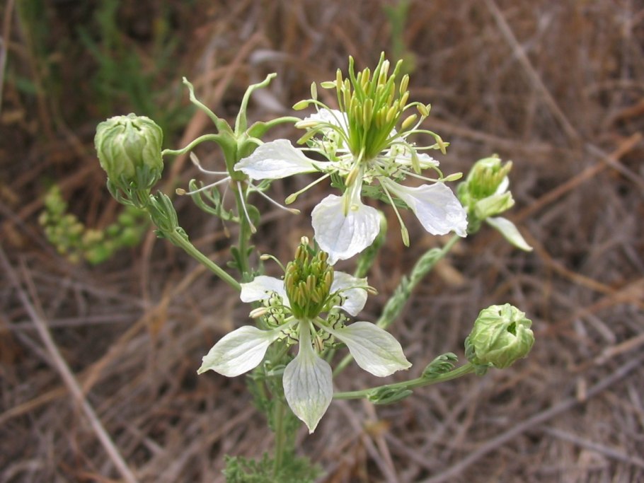 Nigella integrifolia