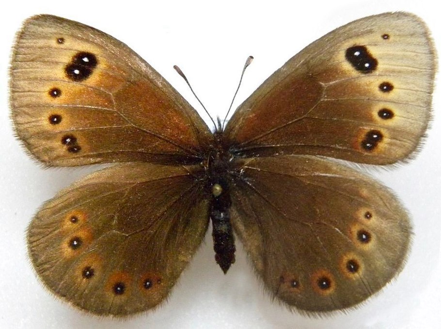 Бабочка чернушка эфиопка