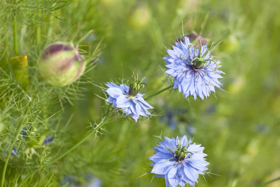 Нигелла полевая
