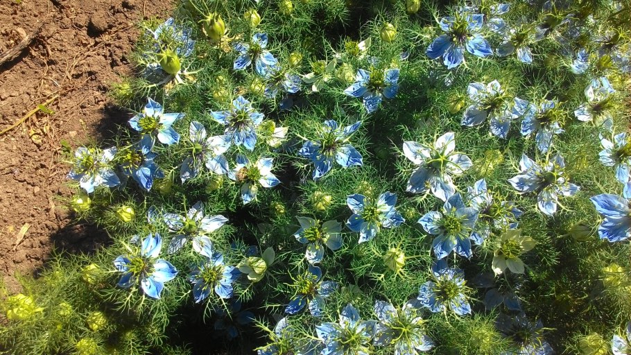 Нигелла красная