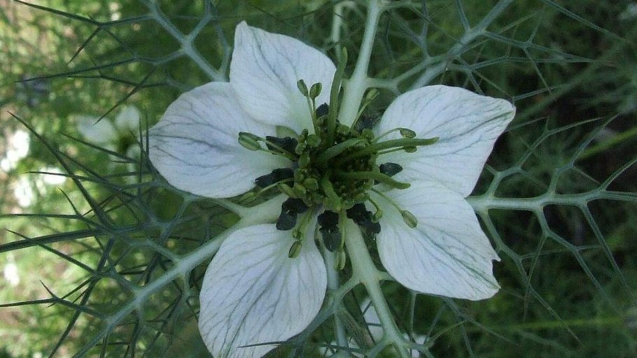 Nigella sativa (чернушка посевная)