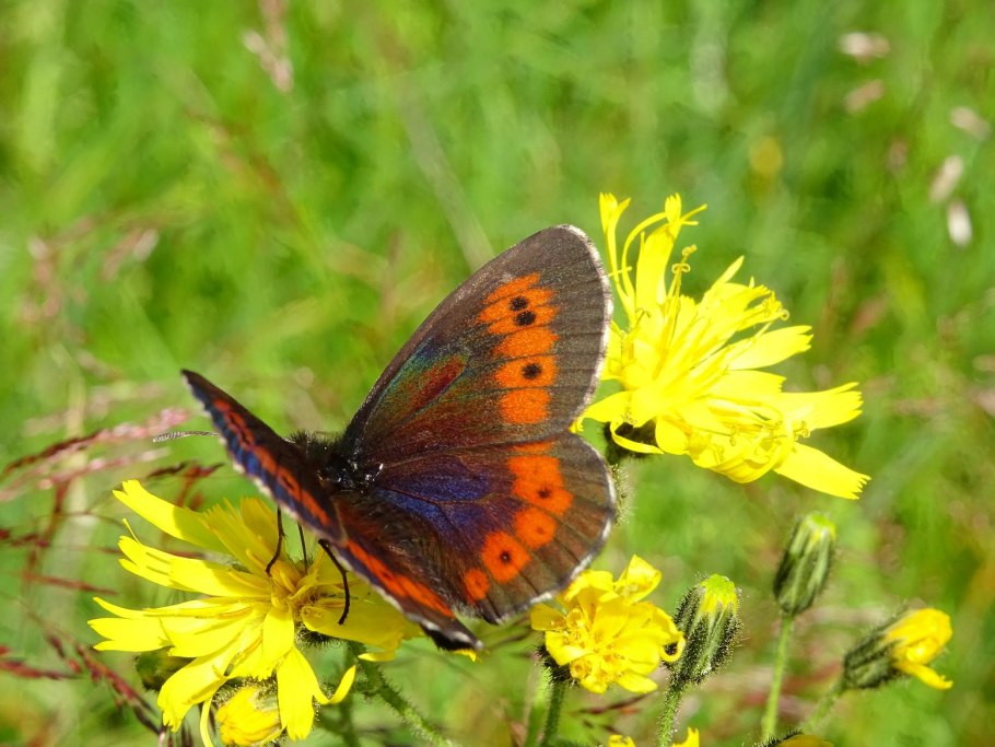 Erebia ligea