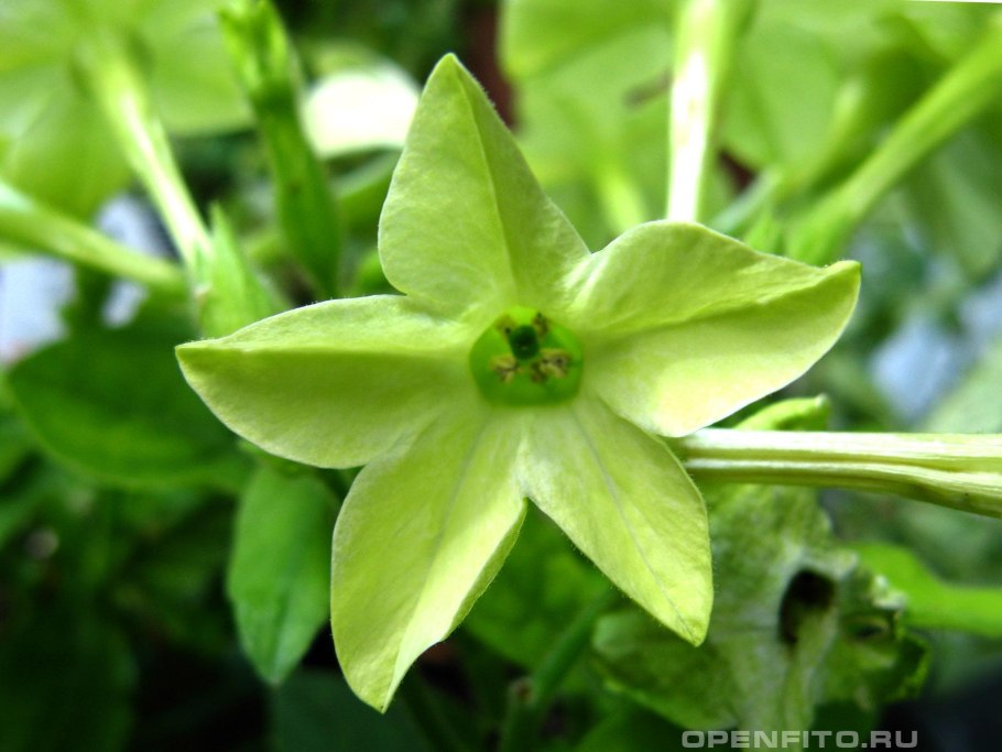 Табак душистый сенсейшн микс