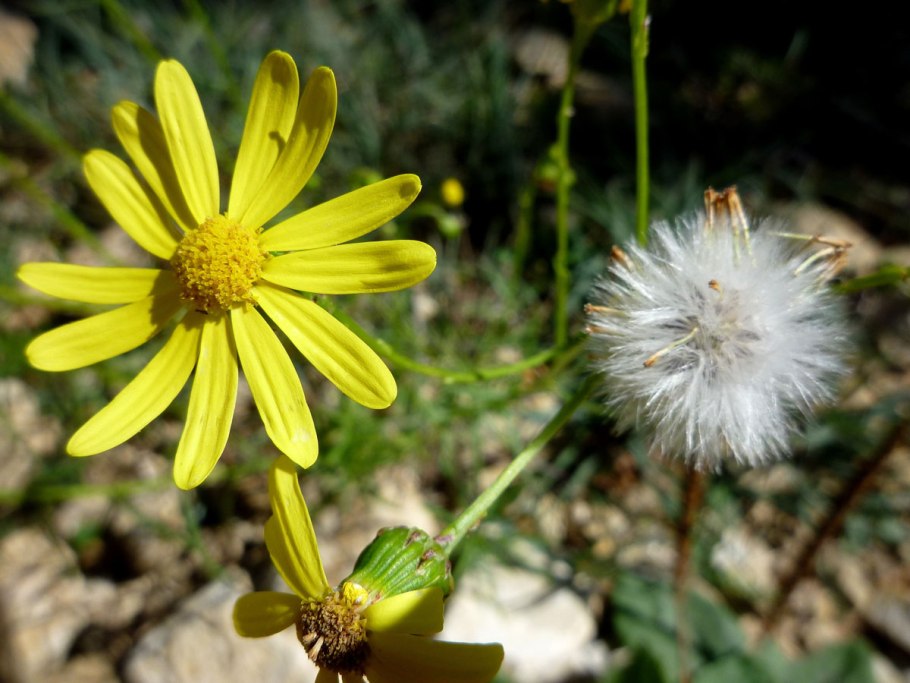 Senecio inaequidens