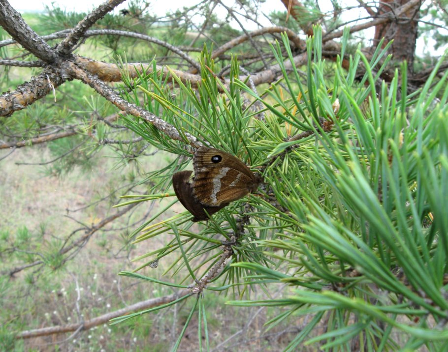 Чернушка циклоп
