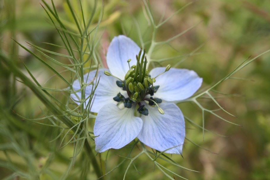 Nigella damascena