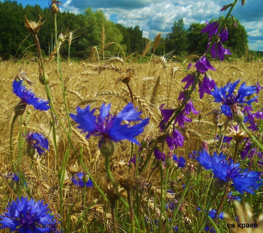 Прокудин-горский васильки во ржи