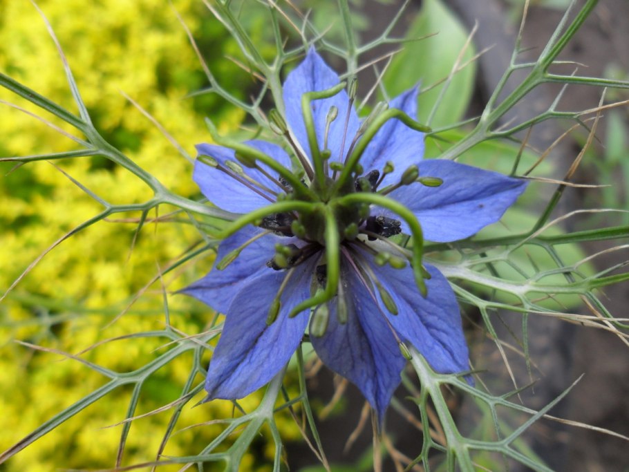 Чернушка дамасская Фармакогнозия