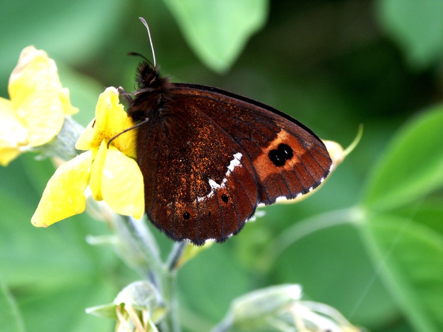 Бабочка чернушка лигея
