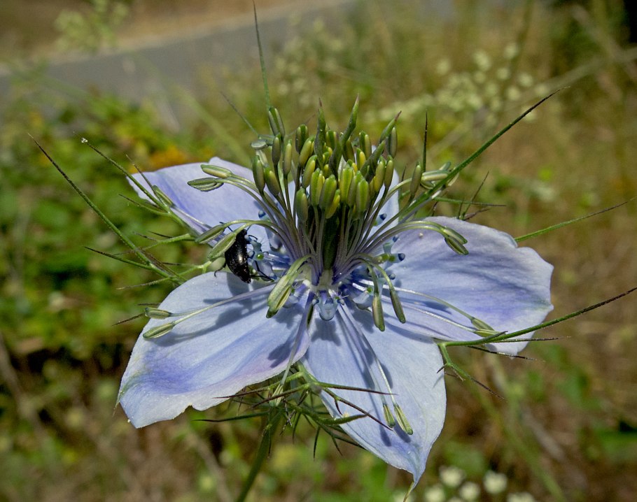 Чернушка нигелла дамасская