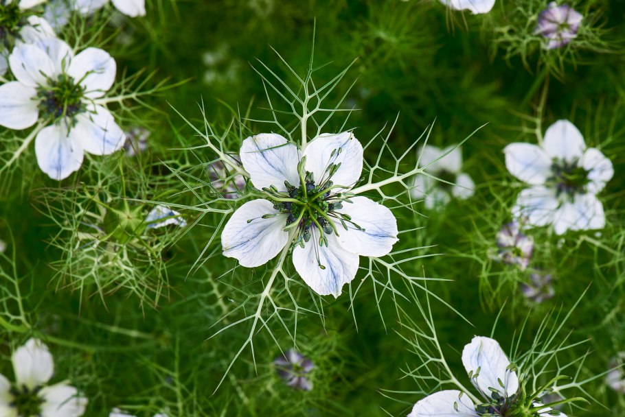 Марь цельнолистная