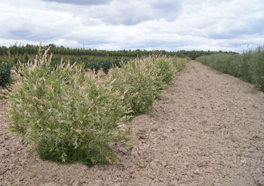 Ива цельнолистная хакуро нишики