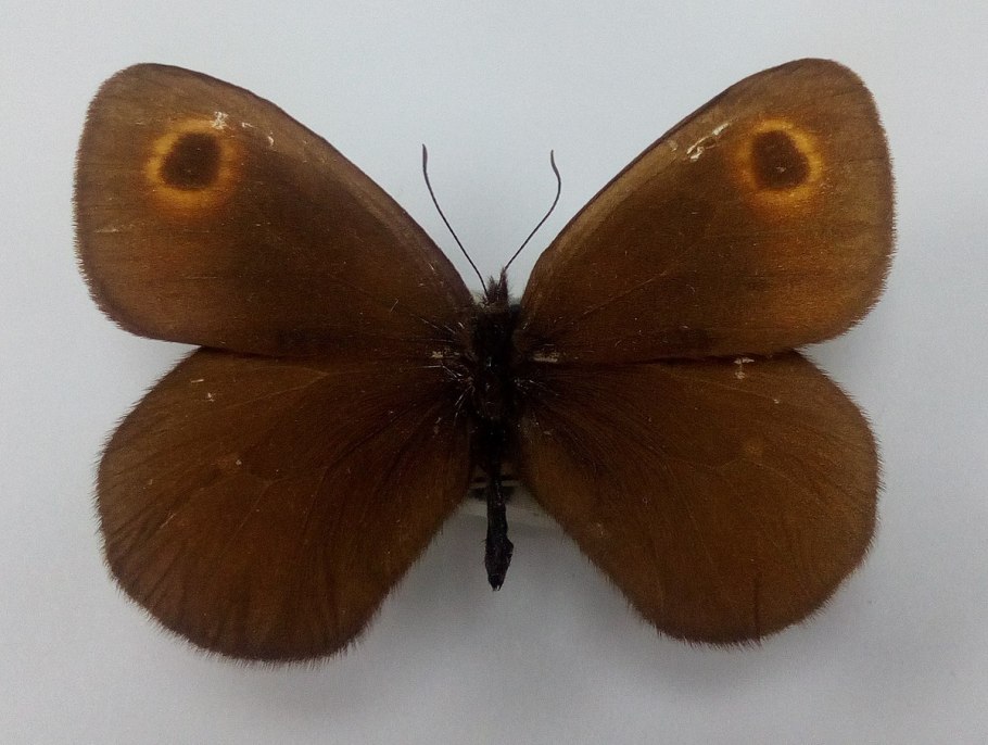 Бабочка бархатница