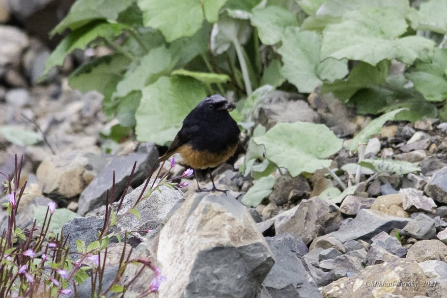Горихвостка чернушка phoenicurus ochruros