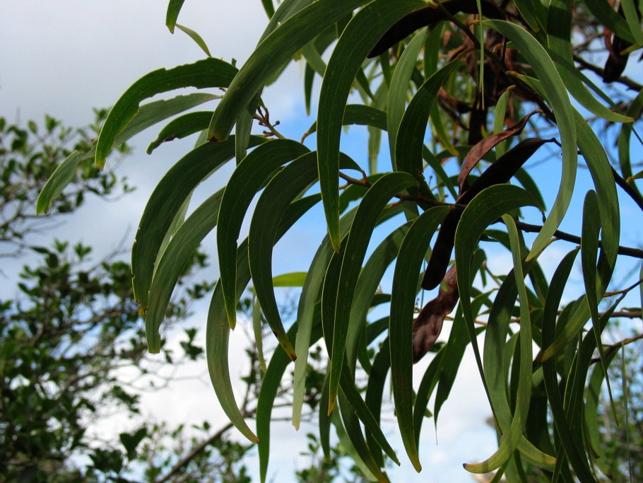 Гавайская Акация