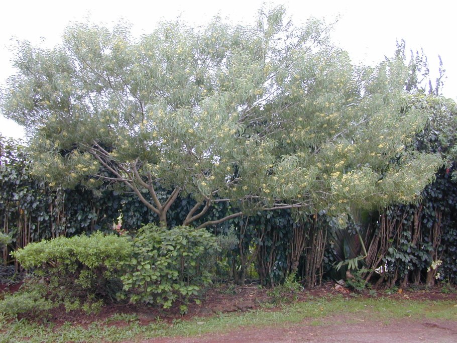 Акация brunioides кустарник Северного полушария