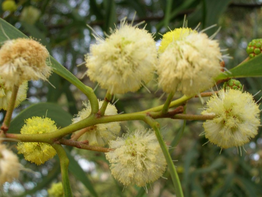 Гавайские КОА