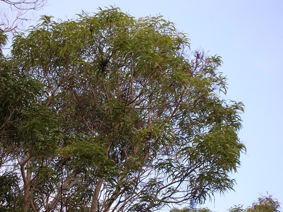 Африканская длиннолистная акация