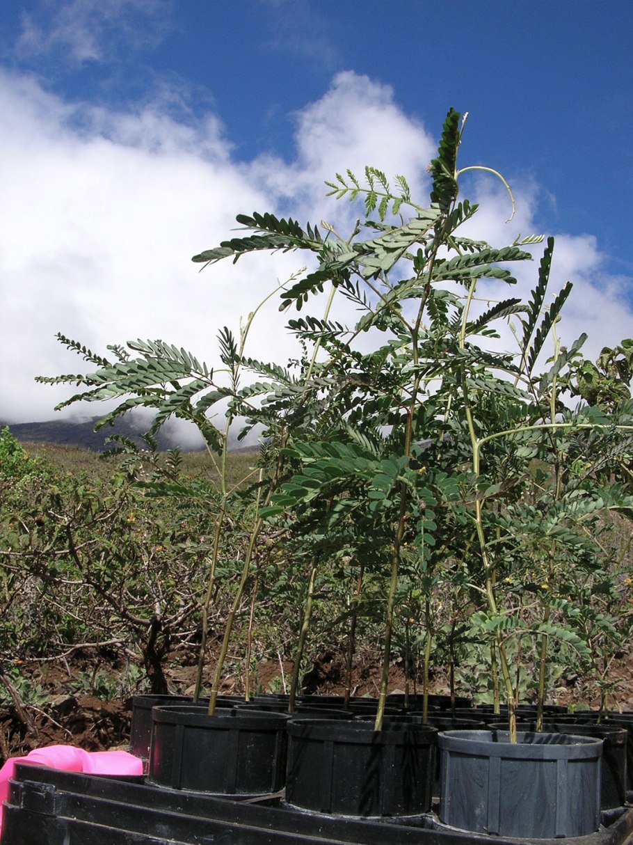 Гавайское дерево КОА