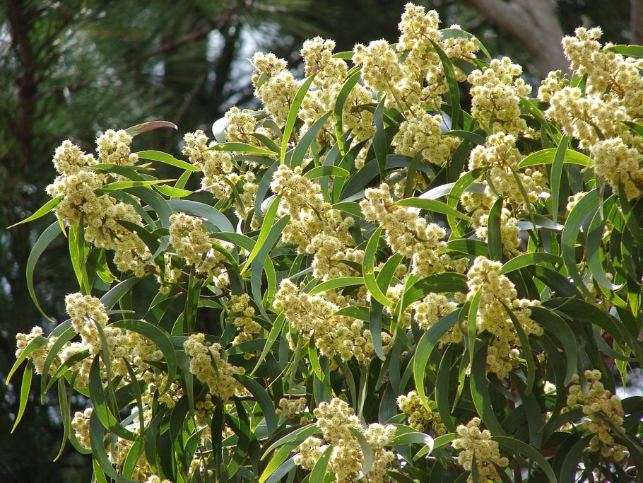 Acacia falcata