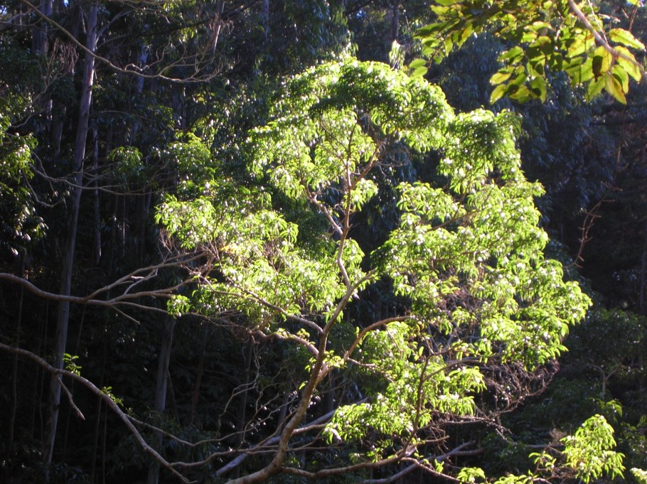 Acacia confusa дерево