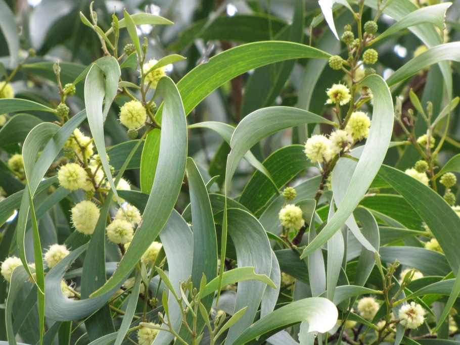 Гавайское дерево КОА