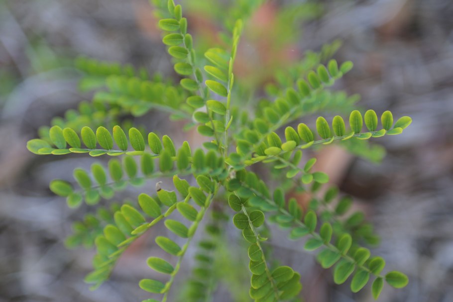 Акация миртолистная