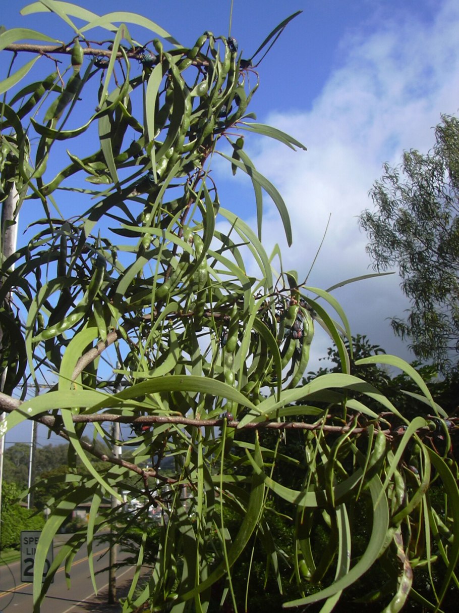 Coleotichus blackburniae