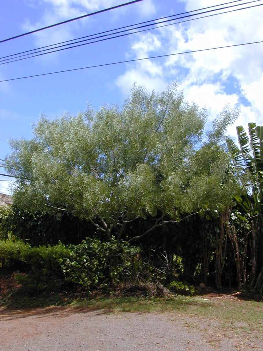 Метросидерос кермадекский